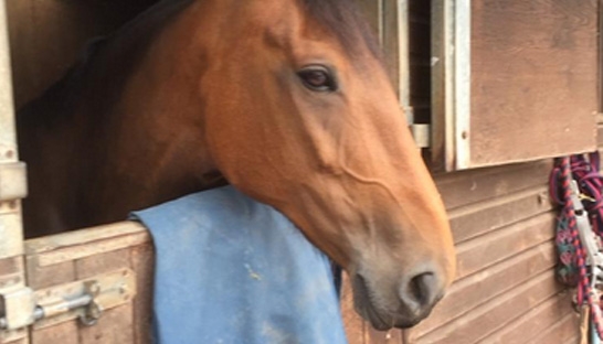 Oliver Wight donates horse to Riding for the Disabled Association