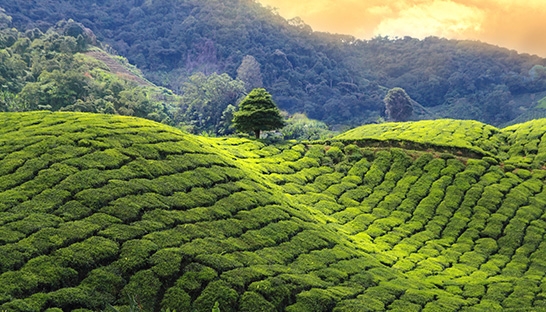Fast growing Kenyan tea brand APT hires MTI Consulting