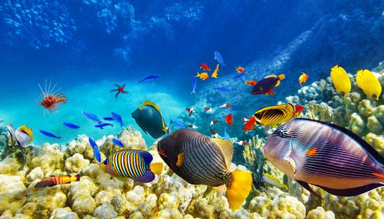 Deloitte and World Travel & Tourism Council to create travel and tourism report
