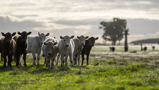 Investor taps M&A advisors to help milk its Ace Dairy investment