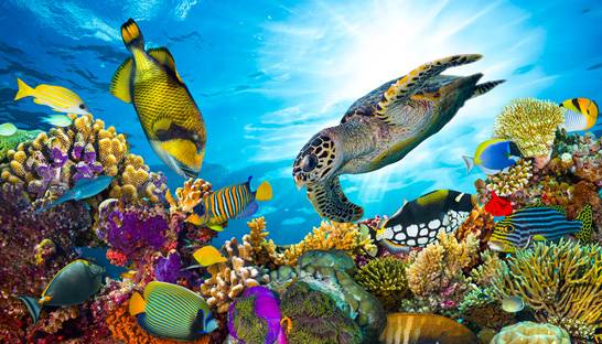 Accenture helping Pacific region with coral reef conservation