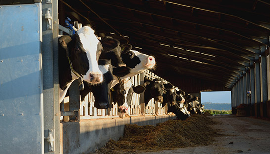 Animal-based products see prices dip through 2023