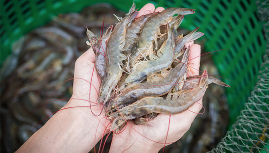 Bain & Company initiative helps make shrimp fishing more sustainable